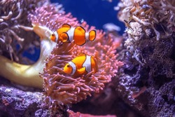 Les Clowns D'Orange Ocellaris Nagent Dans Les Profondeurs De L'océan. Joli Amphiprion Ocellaris Nage Dans Un Aquarium, Vraie Vie Marine. Petits Poissons Et Pointe De Bulle Colorés Et Brillants Anémone Dans L'aquarium, Mise Au Point Sélective Douce