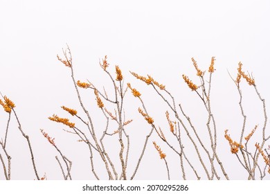 Orange ocotillo blooms against white sky background