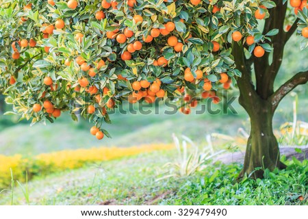 Orange on the tree and Orange Park 