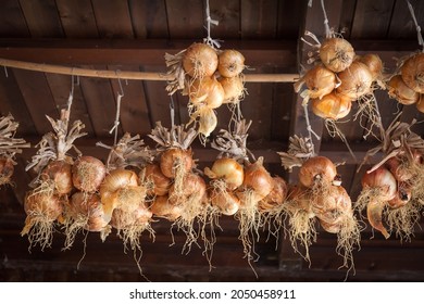 Orange onions hanging from the ceiling of a country house for storage