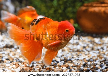 Orange oranda goldfish in aquarium