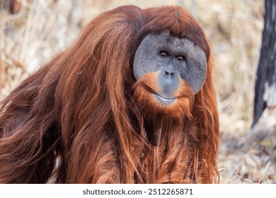 Orange orangutan in natural setting.  Grassy location with tree background.  Large primate. Orangutan in winter setting with dried grasses in background.   - Powered by Shutterstock