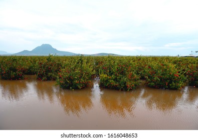 
Orange Orchard 
Demersal Spate Rain