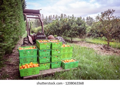 Orange orchard in Kerikeri, Northland, New Zealand NZ - harvest of citrus fruit in plastic crates on pallet of vintage antique tracto