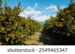 Orange orchard in northern Greece