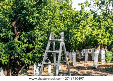 Orange orchard with whitewashed trunks under summer shade, fallen fruit on dry soil, rows of trees at Kampos village, Chios island, Greece