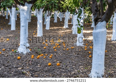 Orange orchard with whitewashed trunks under summer shade, fallen fruit on dry soil, rows of trees at Kampos village, Chios island, Greece