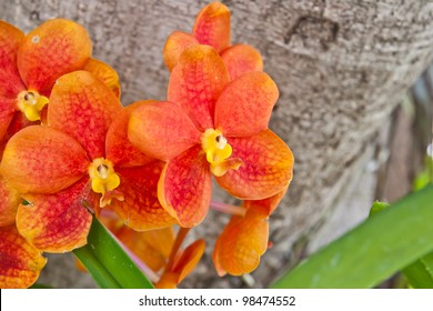 Orange Orchid