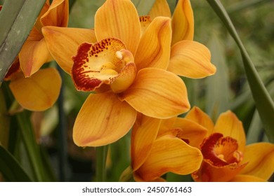 An Orange Orchid Bloom close up. - Powered by Shutterstock