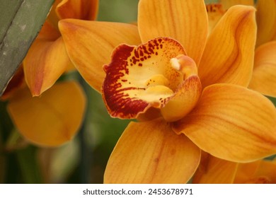 An Orange Orchid Bloom close up. - Powered by Shutterstock