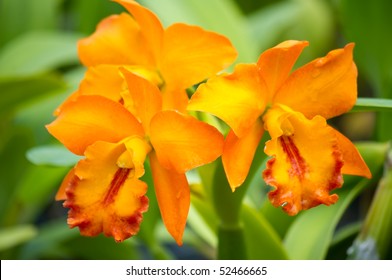 orange orchid cattleya close up