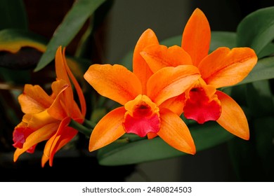 The orange orchid in front of the house is blooming. - Powered by Shutterstock