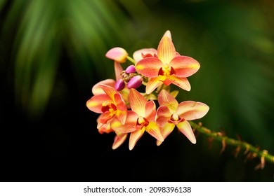 Orange Orchid grows wild in nature.                