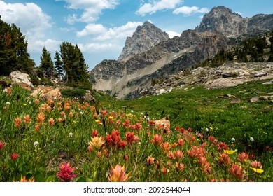 Orange Paintbrush Cover The Hillside Below Hurricane Pass Along The Teton Crest Trail