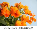 Orange pansy flowerbed, floral background