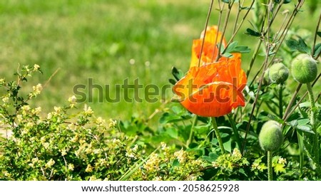 Foto Bild Wild wachsender Mohn auf einem Feld