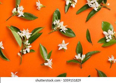 Orange paper background with orange blossom tree branches. Top view.