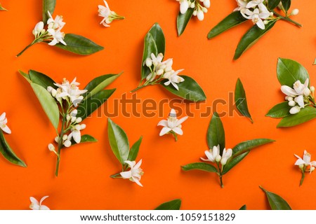 Orange paper background with orange blossom tree branches. Top view.