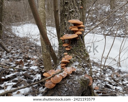 Orange parasitic mushrooms grow on the trunk of an old willow tree. Mushrooms in the forest in nature. Wood mushrooms on the bark of a tree in winter on the background of frozen water.