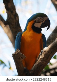 the orange parrot bird in bird park  - Shutterstock ID 2322248315