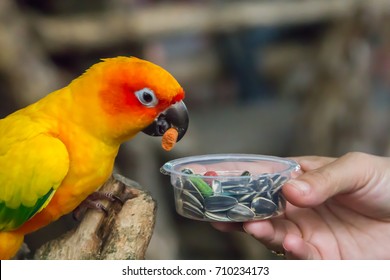 Orange Parrot Eating