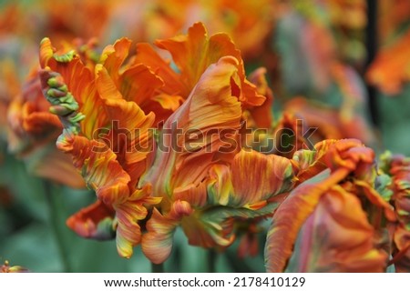 Orange Parrot tulips (Tulipa) Prinses Irene Parkiet bloom in a garden in April