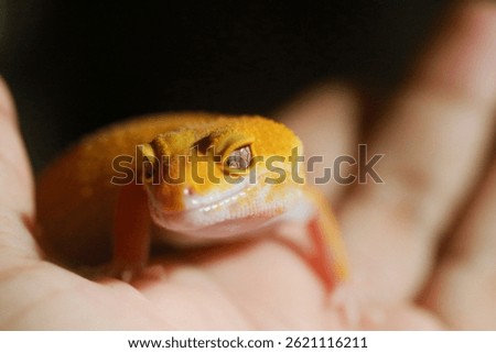 Orange and pattern less Leopard gecko known as Sunglows are beautiful geckos with yellow to orange dominant colors.
