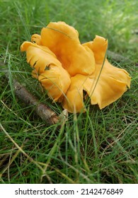 Orange Peel Fungi Found In Mohawk Valley Woods Of NY