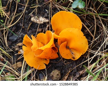 The Orange Peel Fungus (Aleuria Aurantia) Is A Widespread Ascomycete Fungus In The Order Pezizales. 