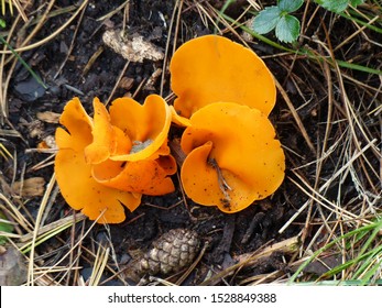 The Orange Peel Fungus (Aleuria Aurantia) Is A Widespread Ascomycete Fungus In The Order Pezizales. 