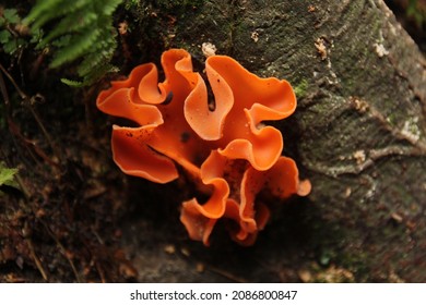 Orange Peel Fungus Is A Widespread Ascomycete Fungus In The Order Pezizales. The Brilliant Orange, Cup-shaped Ascocarps Often Resemble Orange Peels Strewn On The Ground.