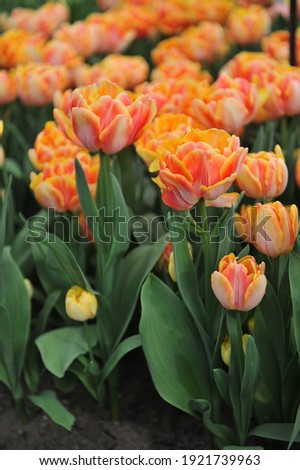 Orange peony-flowered Double Early tulips (Tulipa) Foxy Foxtrot bloom in a garden in April