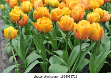Orange peony-flowered Double Late tulips (Tulipa) Freeman bloom in a garden in April