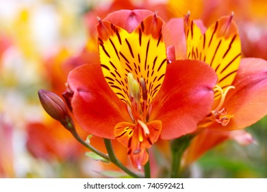 Orange Peruvian Lily