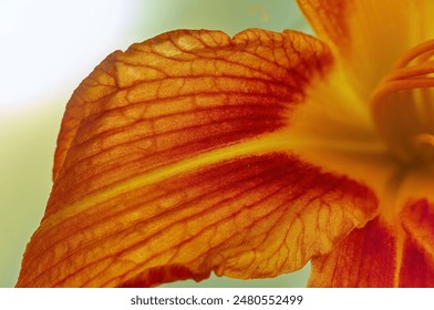 Orange petals of Hemerocallis fulva very close-up, macrophotograph - Powered by Shutterstock