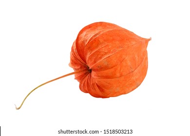 Physalis Fruit Images Stock Photos Vectors Shutterstock Physalis Fruit Images Stock Photos Vectors Shutterstock