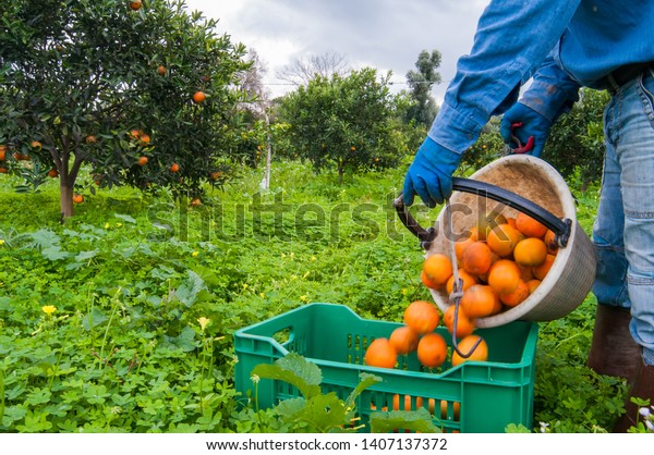 Orange picker\
at work while unloading a basket full of oranges in a bigger fruit\
box during harvest season in\
Sicily