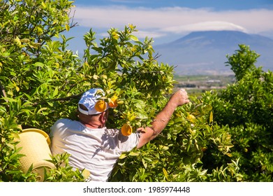 Orange pickers at work in Sicily, mount Etna in the background
