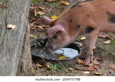 An Orange Piglet With Black Spots Drinks Water From A Metal Container In The Village During An Autumn Day