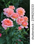 Orange, pink and apricot color Floribunda Rose Jour de Fete flowers in a garden in July 2022