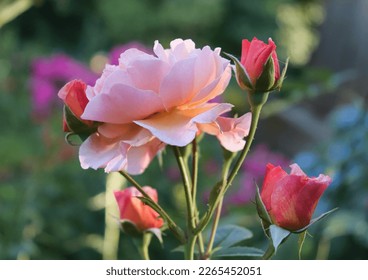 Orange, pink and apricot color Floribunda Rose Jour de Fete flowers in a garden in July 2021