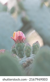 An orange and pink blossom bursts from a cactus fruit in a garden of cacti.