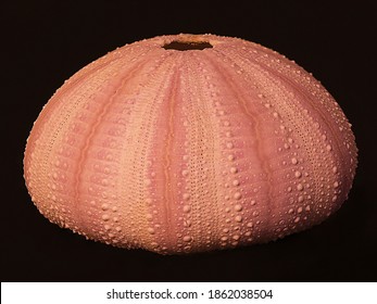 Orange pink dried sea urchin shell, or test.