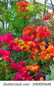 Orange Pink Flowers Of A Tropical Bougainvillea Vine