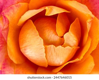 Orange pink rosebud, close-up flower core in the center of the image. Background, screen saver orange rose close up. - Powered by Shutterstock