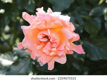 Orange, pink and salmon color Floribunda Rose Ruffles Dream flowers in a garden in July 2022