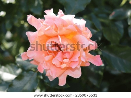 Orange, pink and salmon color Floribunda Rose Ruffles Dream flowers in a garden in July 2022