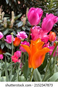 Orange and pink tulips in a garden, vibrant colors. Selective focus on orange flower in foreground, soft focus on leaves and flowers behind.