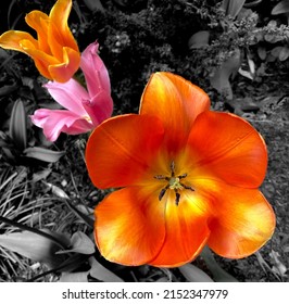 Orange and pink tulips in a garden, vibrant colors against a black and white background of leaves and ground. Image manipulated to focus on, isolate and highlight flowers.