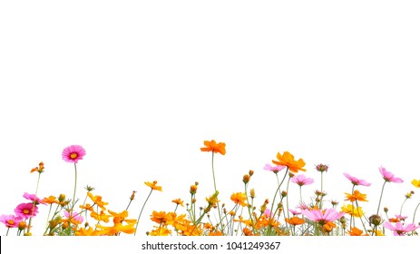 Orange, pink and yellow cosmos flowers are bloom on a white background.